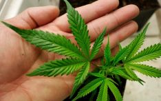 尼政府拟立法使医用大麻种植、消费合法化