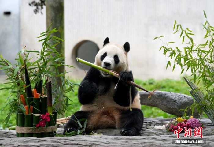 6月12日，出生于韩国的大熊猫“福宝”在中国大熊猫保护研究中心卧龙神树坪基地正式与公众见面。图为大熊猫“福宝”在享用美食。安源 摄