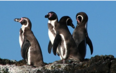 英媒：海洋污染+禽流感威胁，智利洪堡企鹅面临灭绝风险
