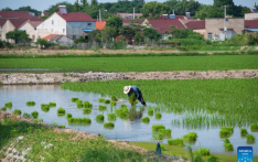 Green rice planting and smart farming propel agricultural development in China