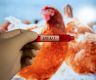 WHO asks Sri Lanka to be alert on bird flu as global fears mount