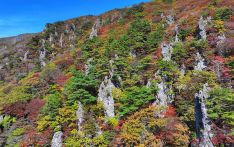 韩国汉拿山植物枯萎，泡面是元凶？当地呼吁登山游客“不要留下泡面汤”