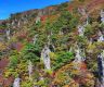 韩国汉拿山植物枯萎，泡面是元凶？当地呼吁登山游客“不要留下泡面汤”