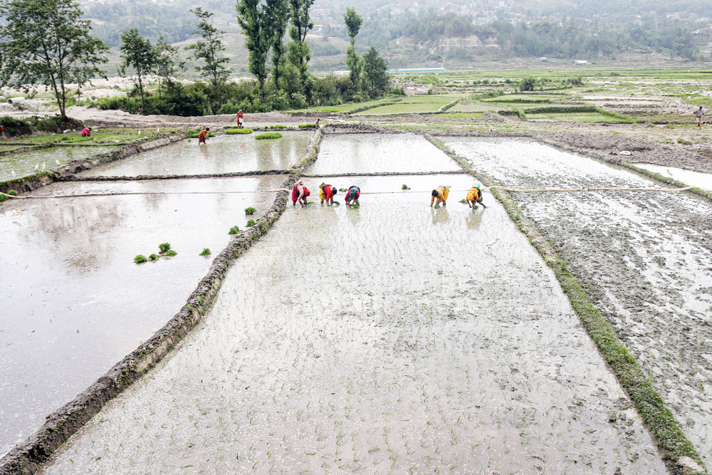 dhan_ropai_farmer_ADHIKARI-KABIN00010