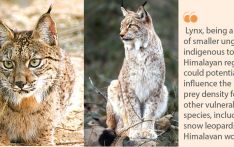 Eurasian Lynx Conservation Challenges