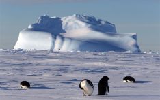 南极冰盖面临“失控融化”临界点