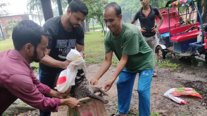 Some people are seen rescuing a civet from the Jahangirnagar University campus in Dhaka on Monday, July 2, 2024. Photo: Dhaka Tribune