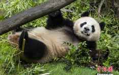 美国圣迭戈动物园公布大熊猫“云川”“鑫宝”首张图片