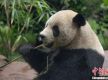 旅美大熊猫“云川”和“鑫宝”将于8月8日与公众见面