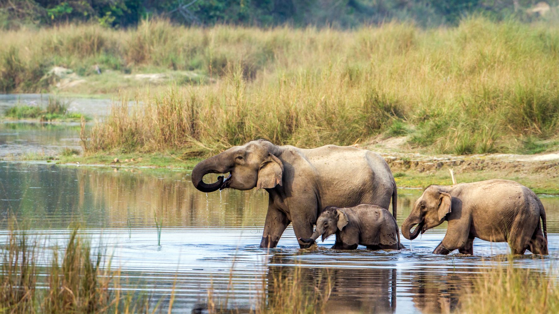 indian-elephant-chitwan-nepal