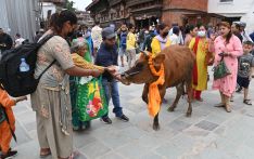 गाईजात्रा पर्व मनाइँदै, काठमाडौँ उपत्यकामा सार्वजनिक बिदा