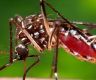 Dengue cases surpass 6,000, over 600 reported in Kathmandu Valley