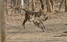 The child-killing wolves sparking panic in India