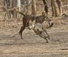 The child-killing wolves sparking panic in India