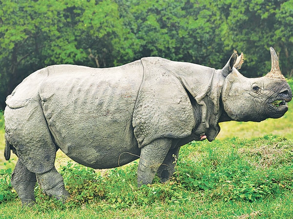 Rhino-of-Nepal-58d4acd27f2740.03208054_s4GEZUIJ6M_pq2pJGx5bZ