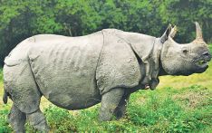 गैंडाको आक्रमणबाट नेचर गाइडको मृत्यु, अमेरिकी नागरिकसहित दुई जना घाइते