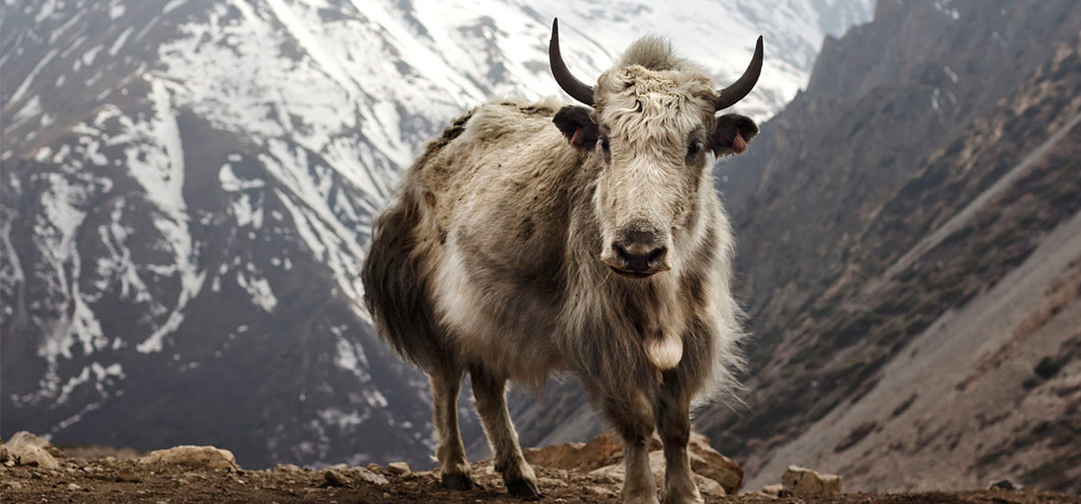 yak