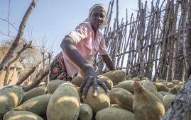 Ancient African tree providing 'superfood' to people yet