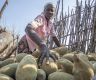 Ancient African tree providing 'superfood' to people yet