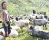 Goats and sheep worth over Rs 160 million sold during this Dashain in Jumla