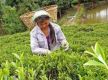 Tea worth Rs 1.71 billion exported in first quarter