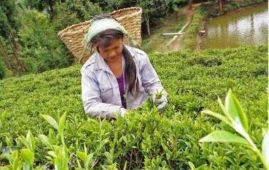 Tea worth Rs 1.71 billion exported in first quarter