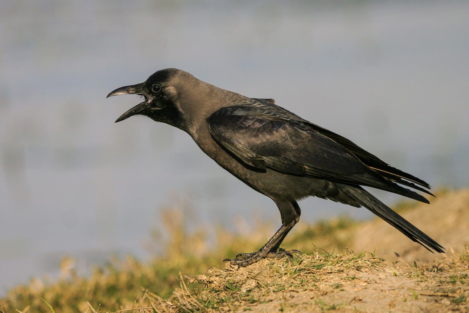 House-Crow_200502212457B_HouseCrow