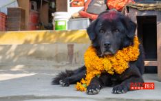 कुकुर पूजा गरेर लक्ष्मी पूजाको तयारी (तस्बिरहरू)