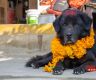 कुकुर पूजा गरेर लक्ष्मी पूजाको तयारी (तस्बिरहरू)