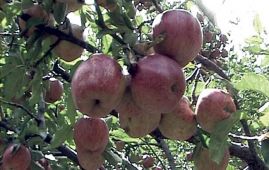 Jumla exports apples worth 614 million