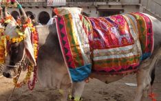 आज कात्तिक शुक्ल प्रतिपदा : गाई,गोरु र गोवर्द्धन पूजा गरिंदै