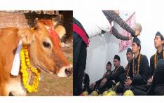 Govardhan Puja and Mha Puja being observed today