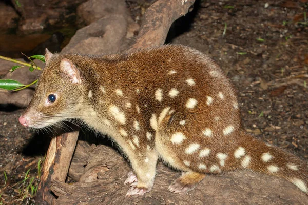 depositphotos_593011986-stock-photo-close-australian-spotted-tail-quoll