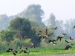 Migratory birds start flocking to Kailali-Kanchanpur's wetlands