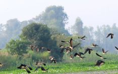 Migratory birds start flocking to Kailali-Kanchanpur's wetlands