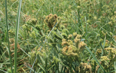 Millet test cultivation in Banke yields success