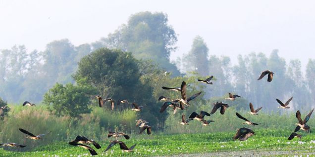 साइबेरियाका चरा कैलाली–कञ्चनपुरमा