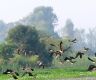 Migratory birds start flocking to Kailali-Kanchanpur's wetlands