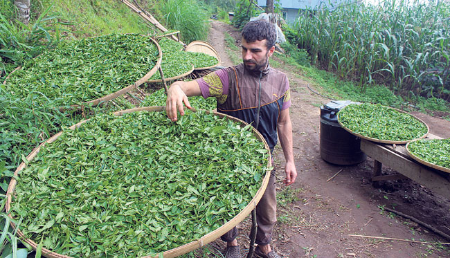 tea-garden