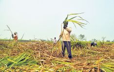 सरकारले समर्थन मूल्य तोकेन : पुरानै मूल्यमा उधारोमा उखु बेच्दै किसान