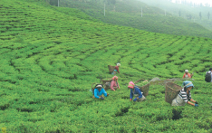 Tea export witnesses rise by 69 percent