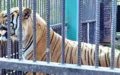 Captured tigers to be released to the wild