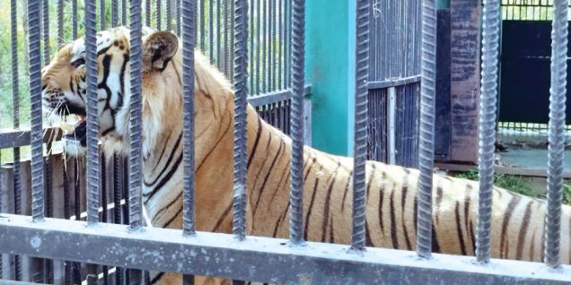 Captured tigers to be released to the wild