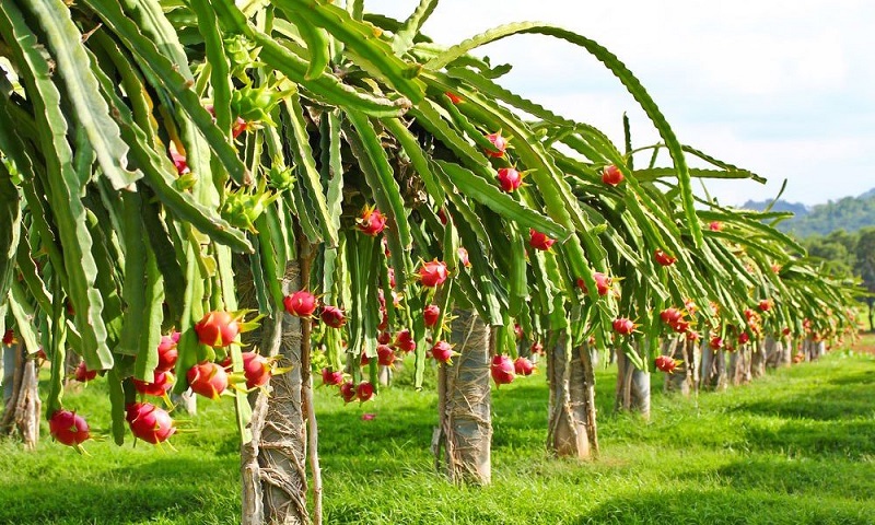 dragon-fruit-1000x600-1