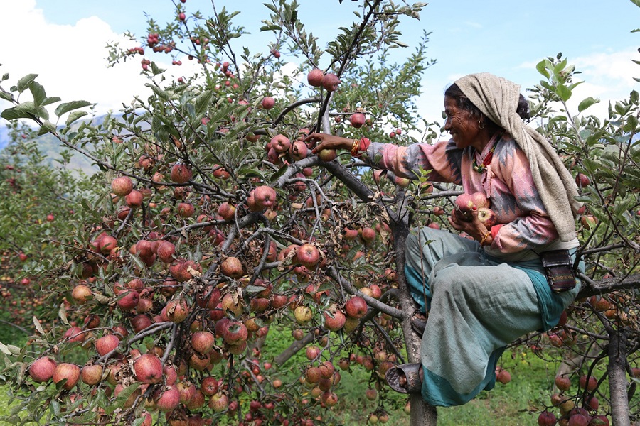 Mugu-Apple-free-photo-by-Raj-Bahadur-Shahi