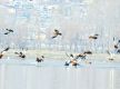 Annual census of water birds begins nationwide