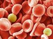 Scientists identify new blood group after 50 year mystery