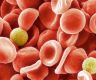 Scientists identify new blood group after 50 year mystery