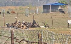 Tanahun Hydropower builds resting place to protect vultures