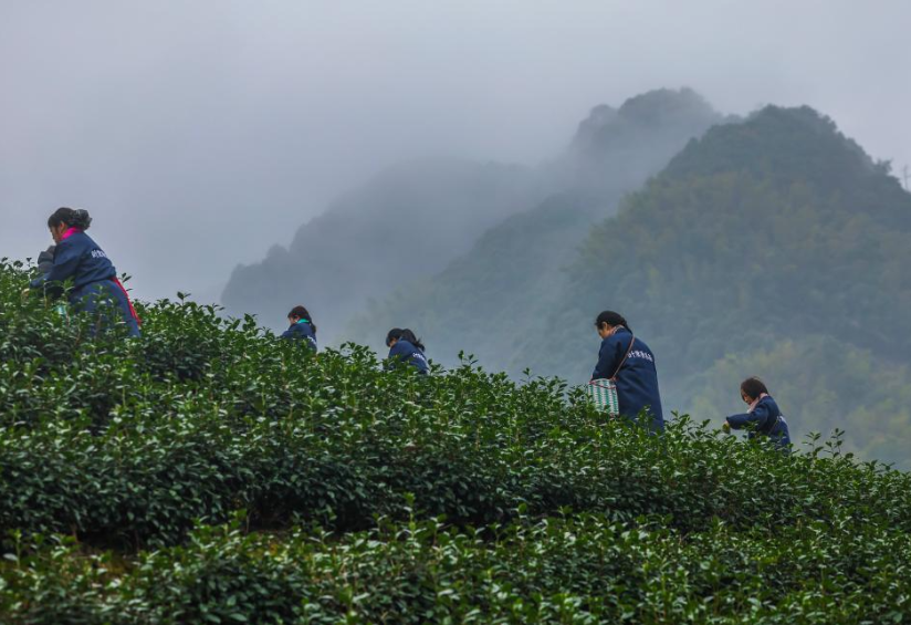 tea harvest